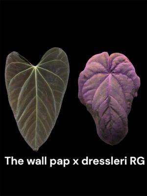 Anthurium The wall pap x dressleri RG