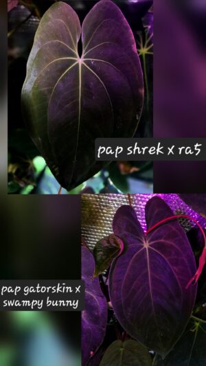 Mixed up seedling of 2 batches