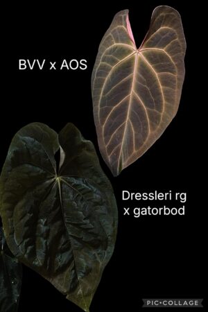 Anthurium bvv x aos x dressleri x gatorbod