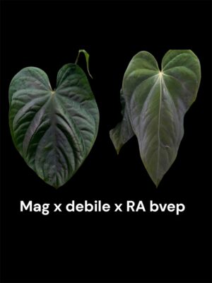 Anthurium mag debile x bvep RA