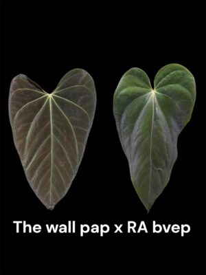 Anthurium The wall pap x bvep RA