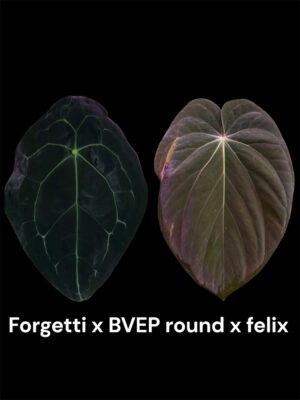 Anthurium forgetti x bvep  round x felix