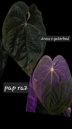 Anthurium dressleri rg x gatorbod x papillilaminum RA2 S1