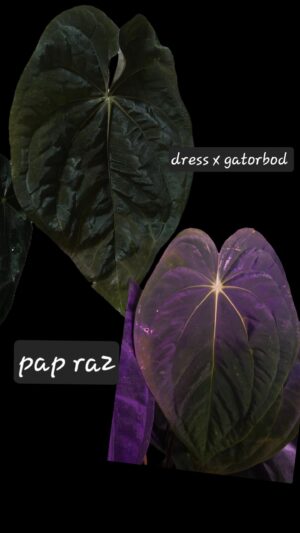 Anthurium dressleri rg x gatorbod x papillilaminum RA2 S1