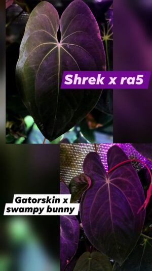 Anthurium papillilaminum shrek x ra5 x gatorskin x swampy bunny