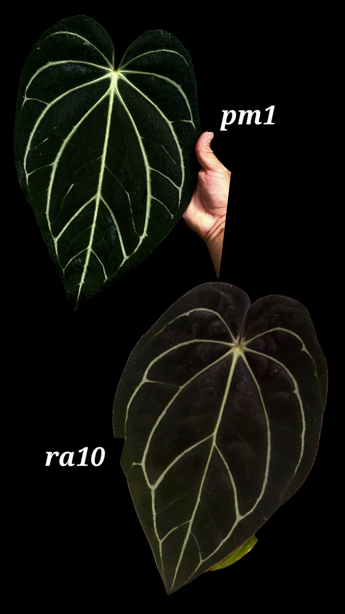 Anthurium mag x debile x RA bvep - Plant Shop