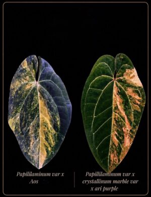 Anthurium papillilaminum variegated x AOS x pap variegated x crystal marble x ari purple