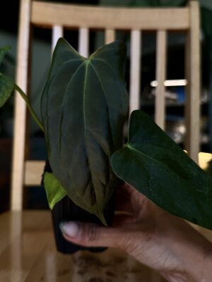 Anthurium ( portilae NSE x fs ) x rl