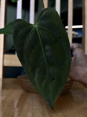 Anthurium papillilaminum x subsignatum