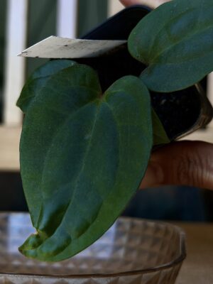 Anthurium dressleri rg  X bvep tezula