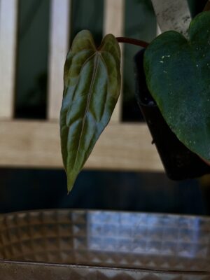 Anthurium papillilaminum ralph lynam x dressleri rg