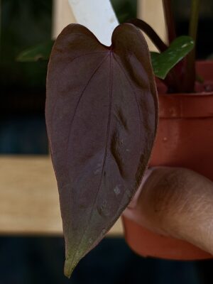 Anthurium RVDP x BVEP antolakii tezula