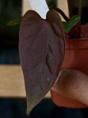 Anthurium RVDP x BVEP antolakii tezula