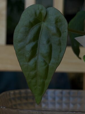 Anthurium (dressleri rg x carla )x dressleri rg
