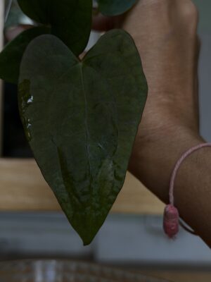 Anthurium (bvep tezula x fsrl )x (dressleri rg x kunayalense)
