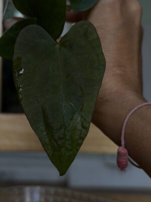 Anthurium (bvep tezula x fsrl )x (dressleri rg x kunayalense)