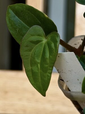 Anthurium papillilaminum x carlablackaie scott