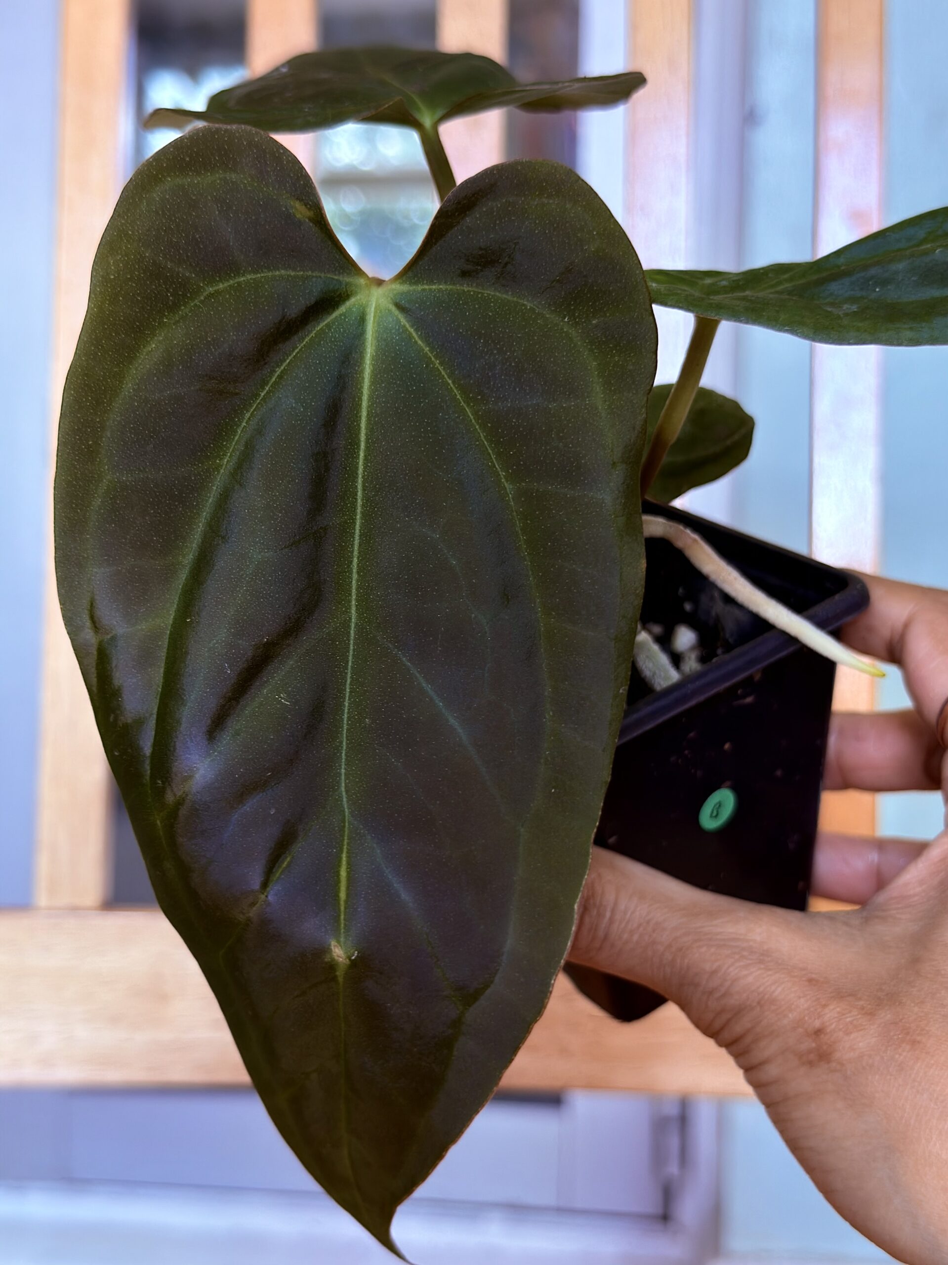 test auction anthurium