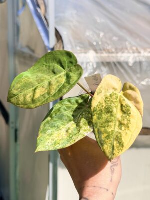 Anthurium papillilaminum variegated hybrid