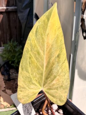 Anthurium papillilaminum variegated x crystal marble x rvdp