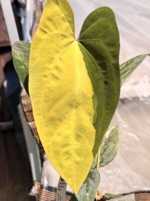 Anthurium papillilaminum variegated x nigrolaminum gigi