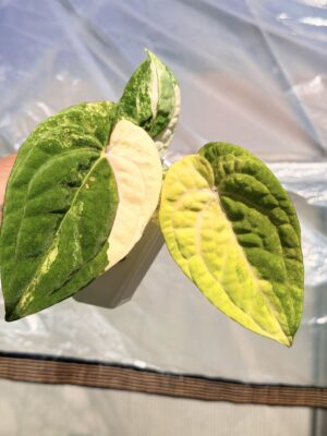 Anthurium papillilaminum variegated x RVDP