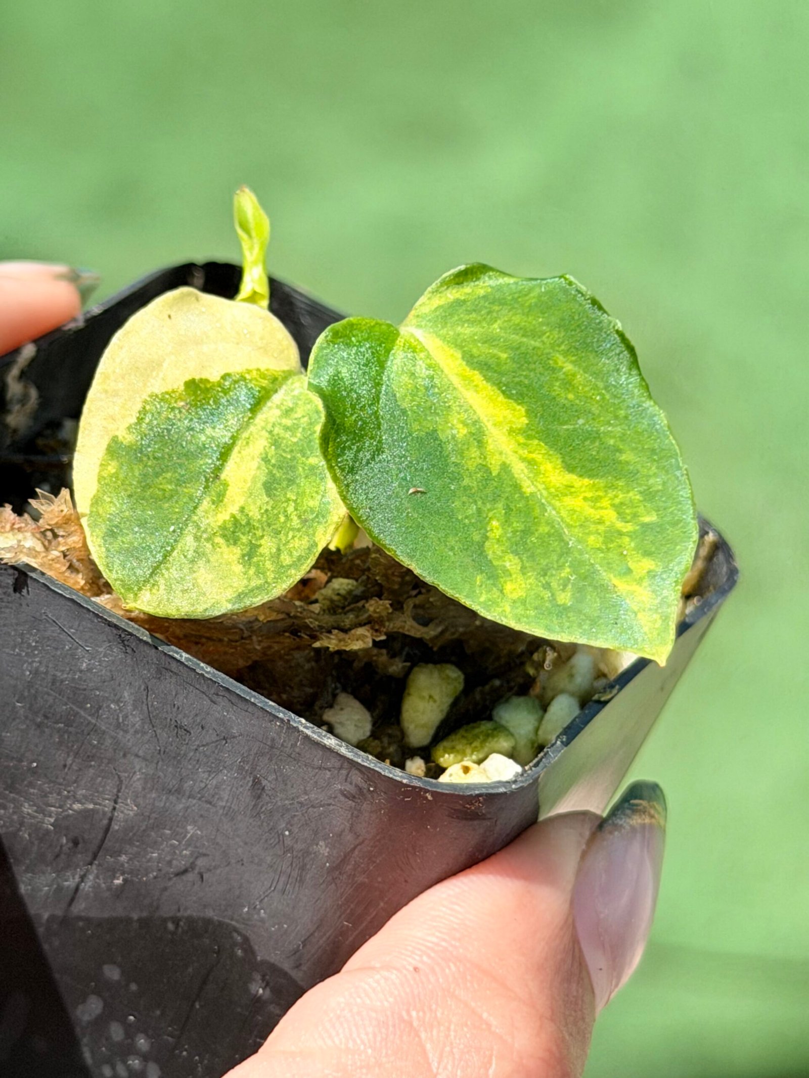 Anthurium papillilaminum hybrid