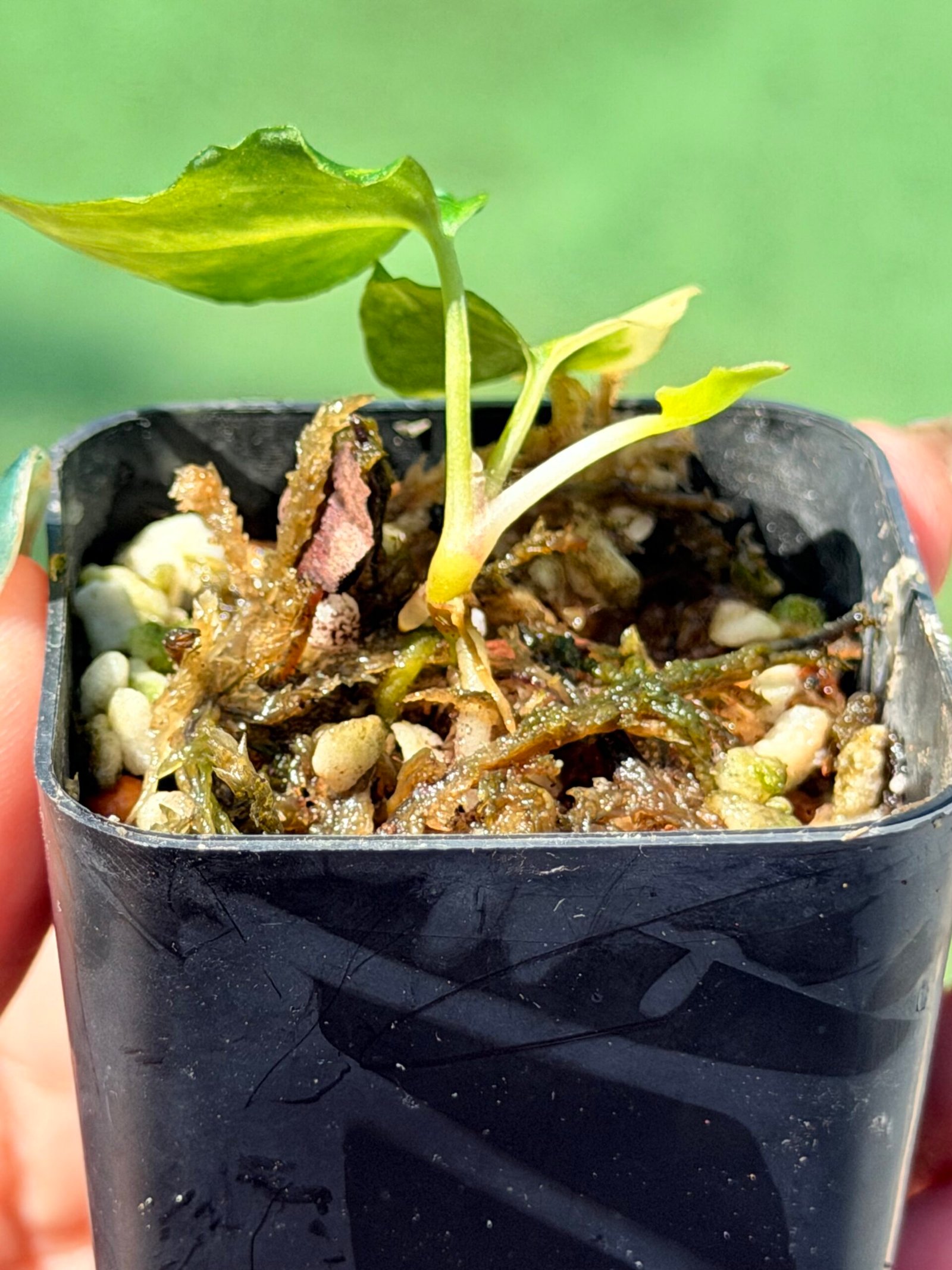 Anthurium papillilaminum hybrid - Image 3