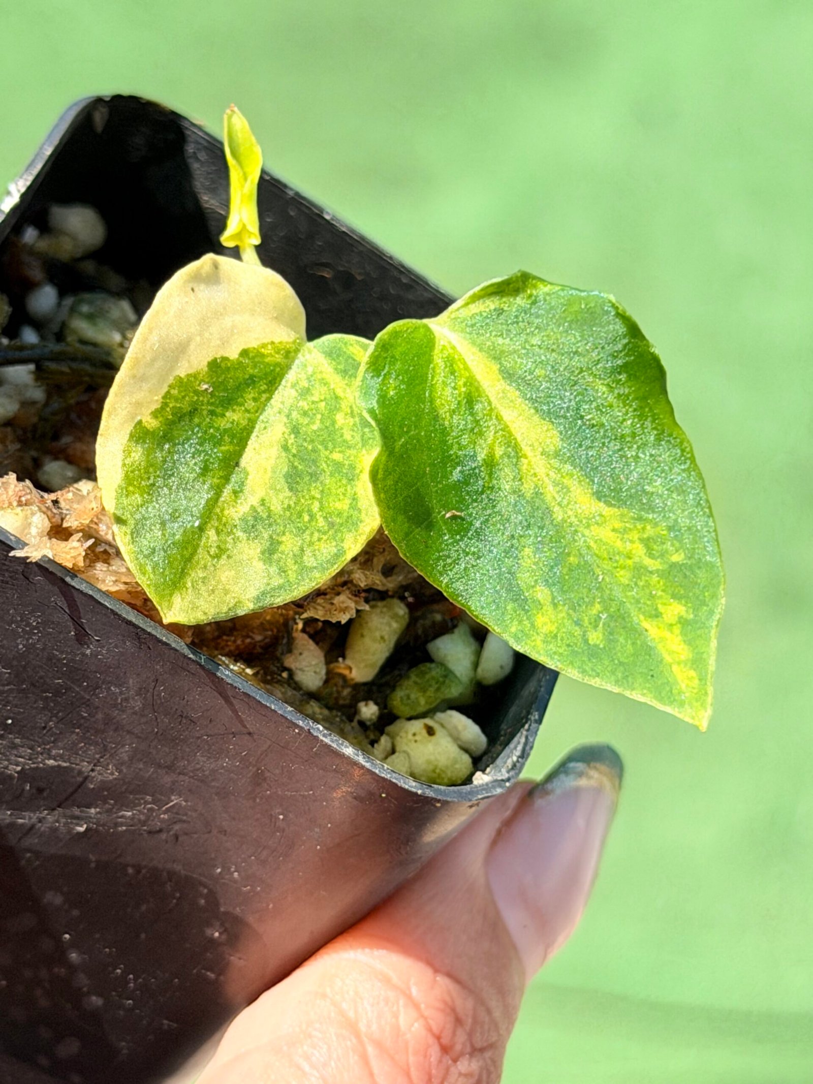 Anthurium papillilaminum hybrid - Image 4
