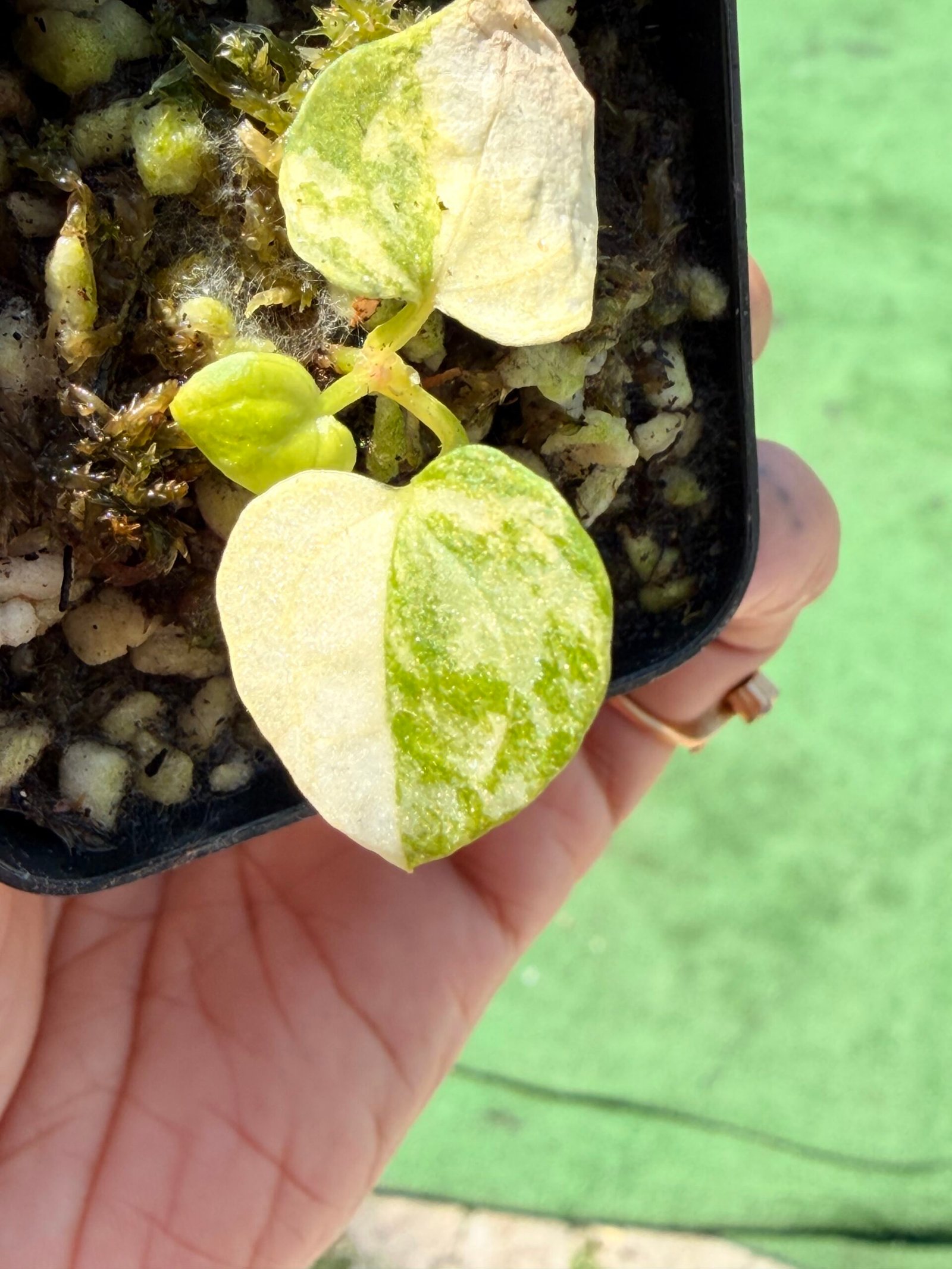 Anthurium papillilaminum hybrid - Image 5