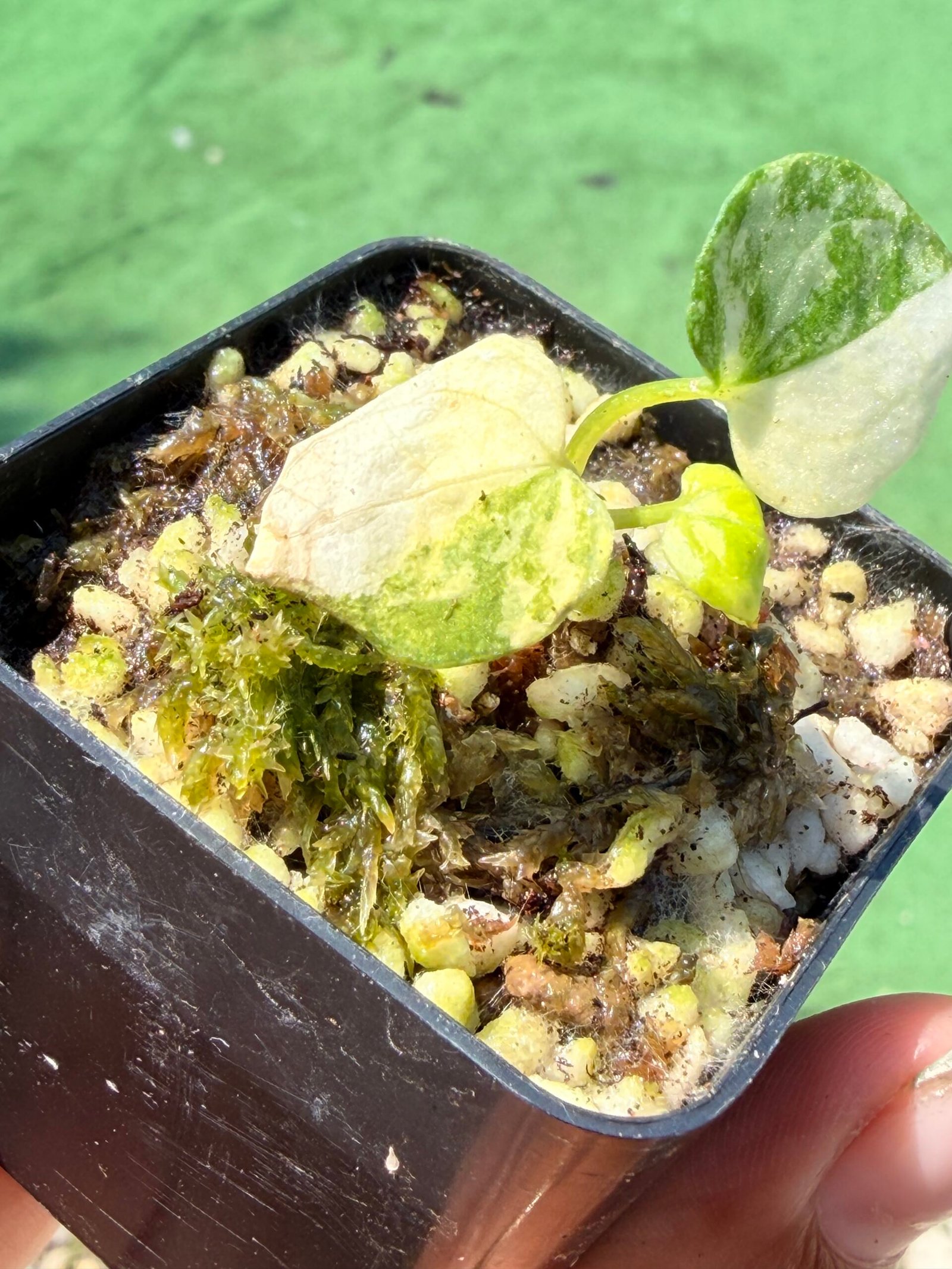 Anthurium papillilaminum hybrid - Image 7