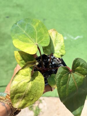 Anthurium papillilaminum variegated x rvdp hybrid