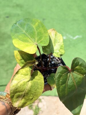 Anthurium papillilaminum variegated x rvdp hybrid