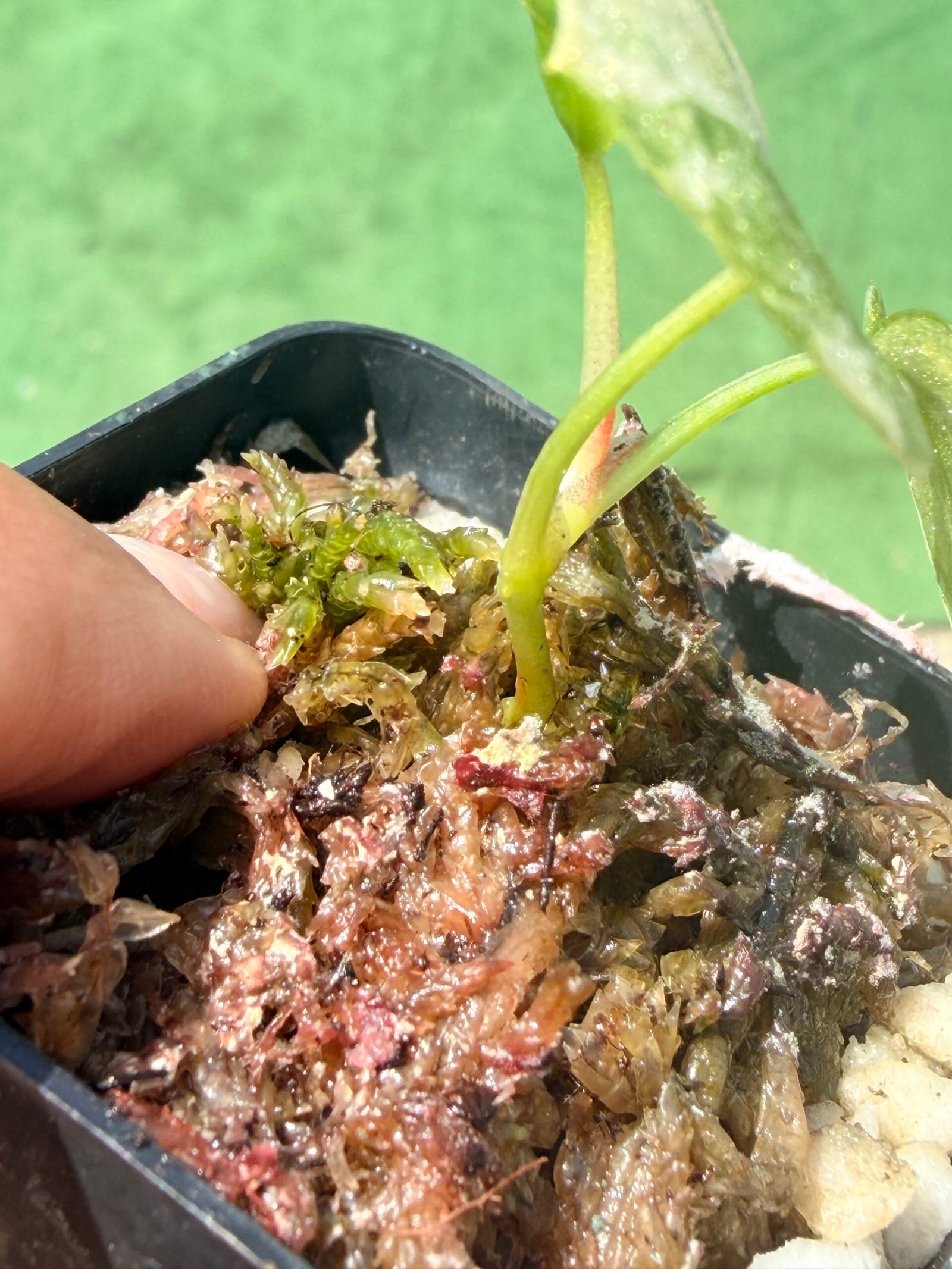 Anthurium papillilaminum hybrid - Image 9