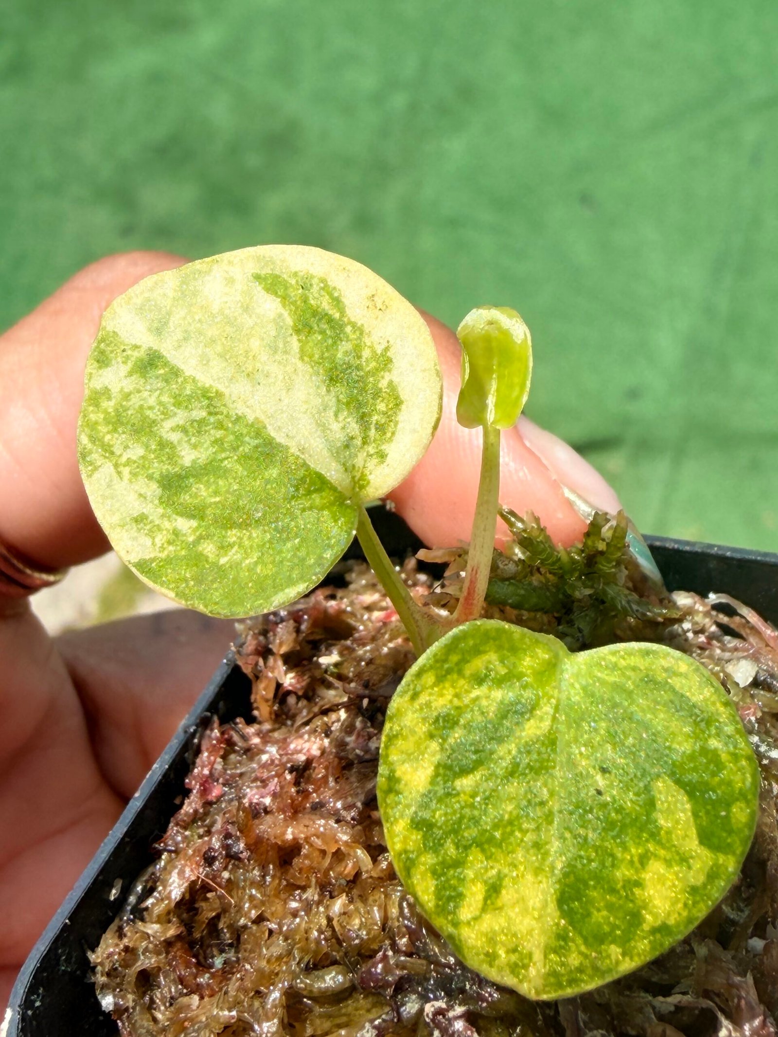 Anthurium papillilaminum hybrid - Image 8