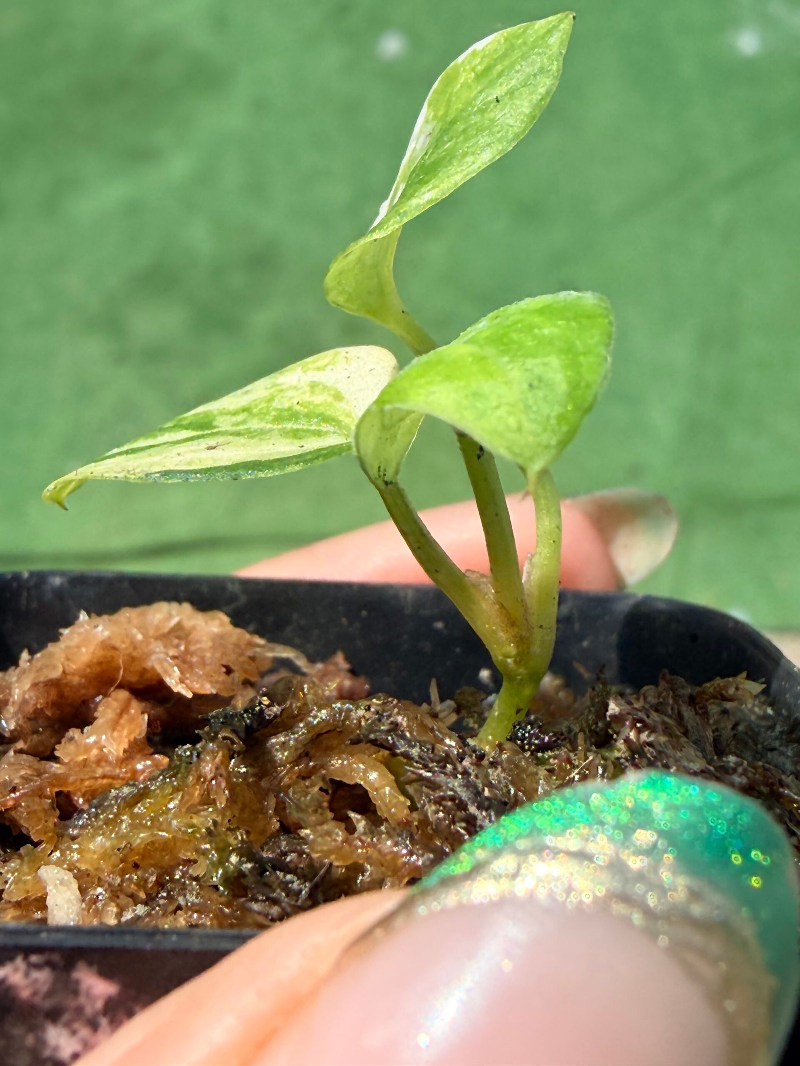 Anthurium papillilaminum hybrid - Image 11