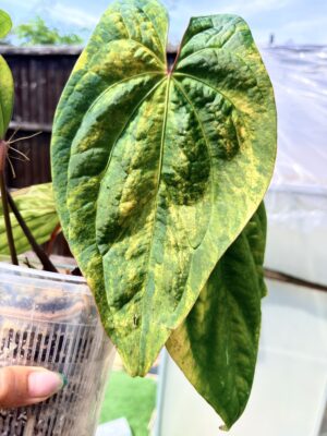 Anthurium papillilaminum variegated x luxurians