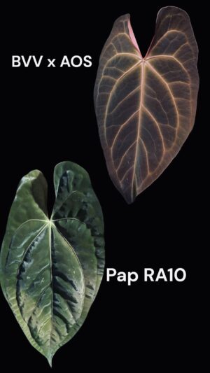 Anthurium (bvv x aos) x pap ra10