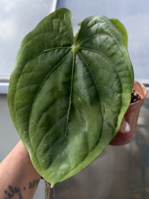Anthurium dressleri cocle form from peru