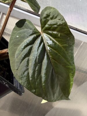 Anthurium kunayalense pm5 x pm3