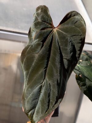 Anthurium dressleri NSE x (FSRL X bvep felix)