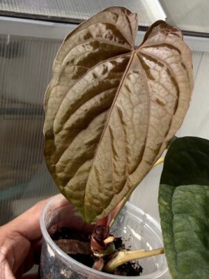 Anthuirum kunayalense x bvep by justin