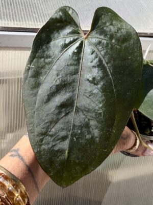 Anthurium AOS tezula X dressleri RG dark clone