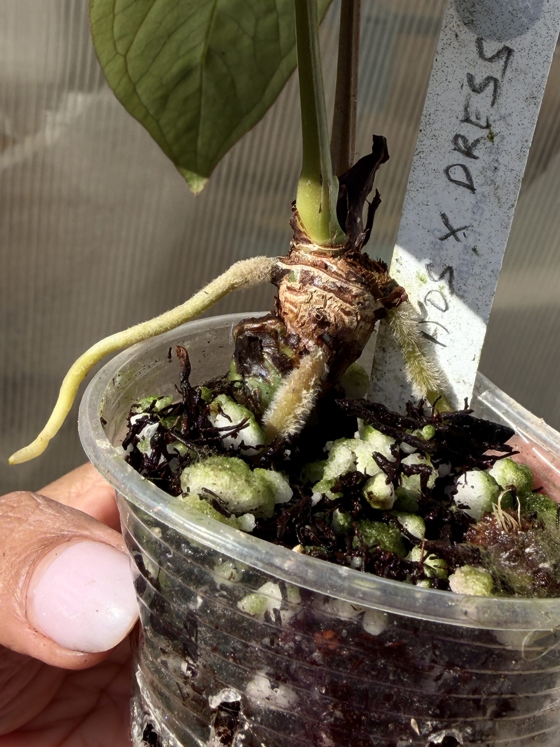Anthurium AOS tezula X dressleri RG dark clone - Image 3