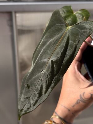 Anthurium papillilaminum RLFS dagger