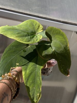 Anthurium kunayalense RA before numbering