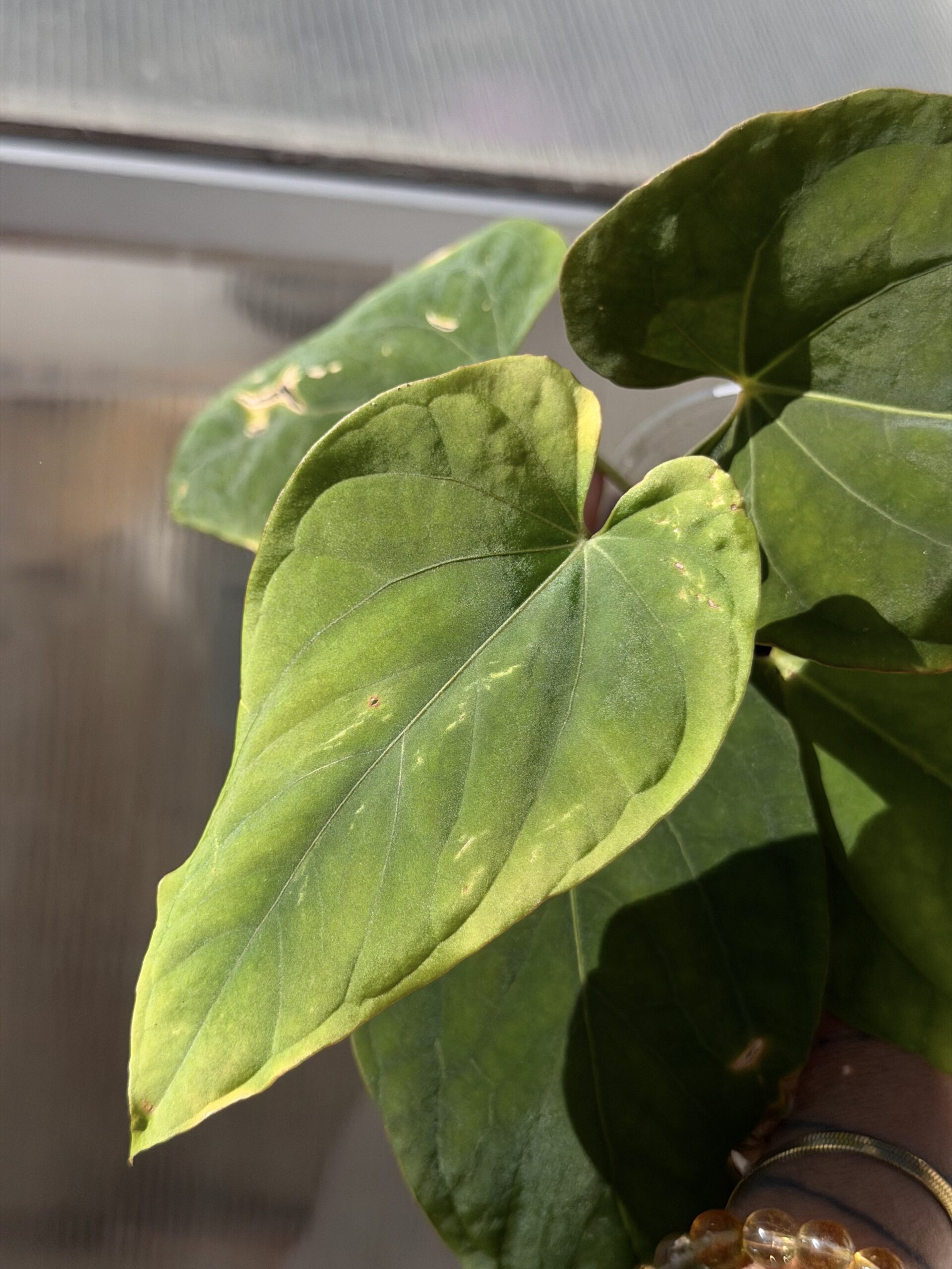 Anthurium kunayalense RA before numbering - Image 2