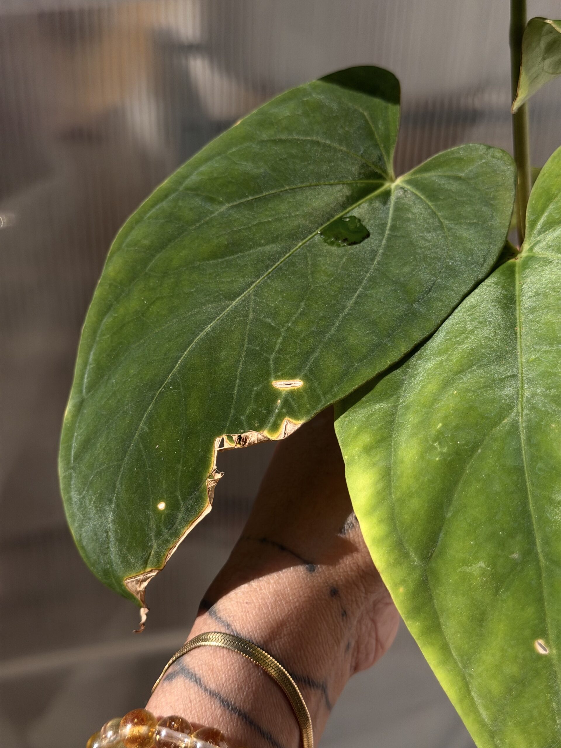 Anthurium kunayalense RA before numbering - Image 3