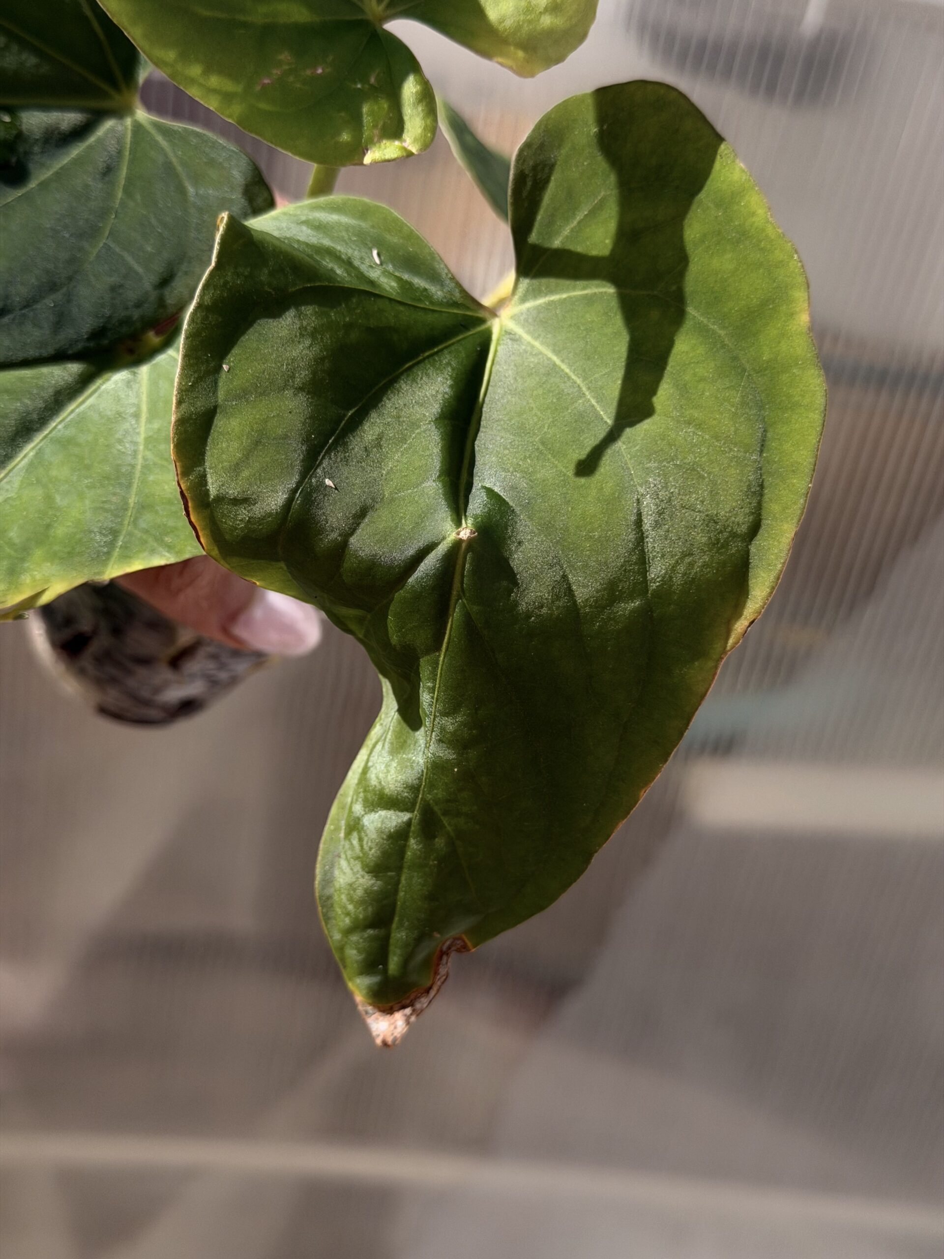 Anthurium kunayalense RA before numbering - Image 4