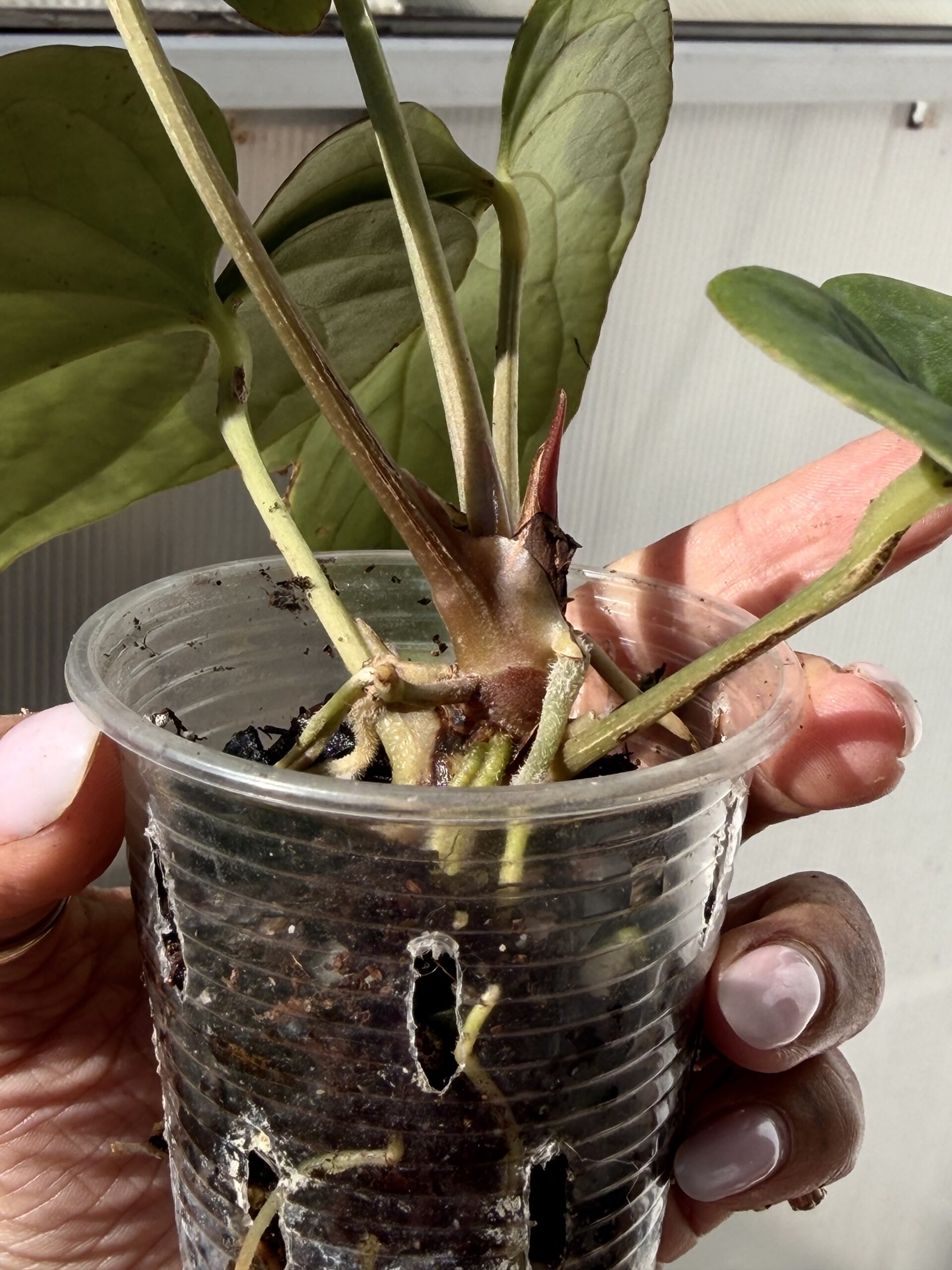 Anthurium kunayalense RA before numbering - Image 6